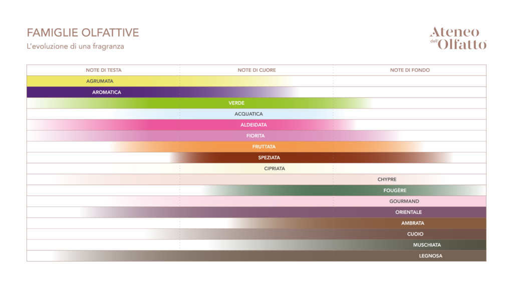 Piramide Olfattiva, Famiglie Olfattive, Fragranze, note di testa, note di cuore, note di fondo